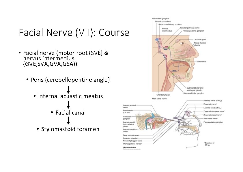 Facial Nerve (VII): Course • Facial nerve (motor root (SVE) & nervus intermedius (GVE,