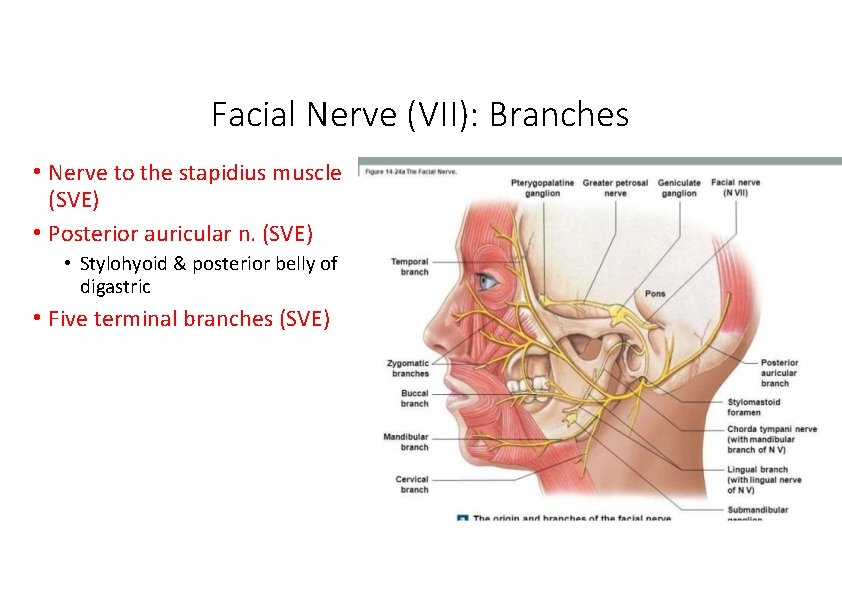 Facial Nerve (VII): Branches • Nerve to the stapidius muscle (SVE) • Posterior auricular
