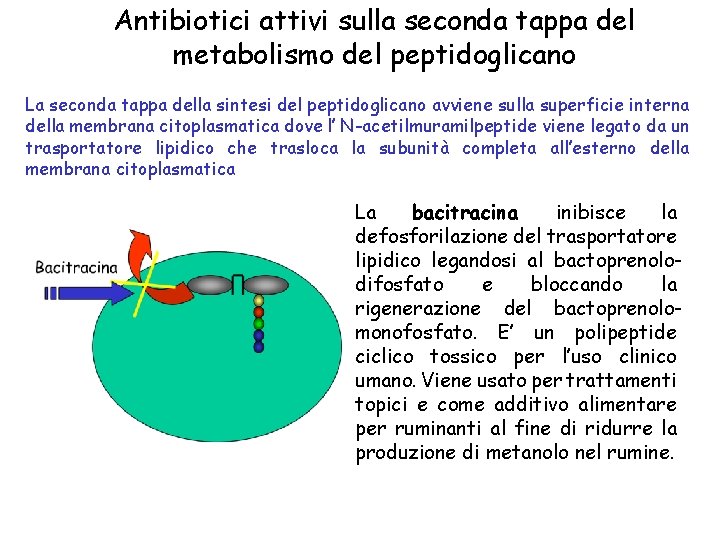 Antibiotici attivi sulla seconda tappa del metabolismo del peptidoglicano La seconda tappa della sintesi