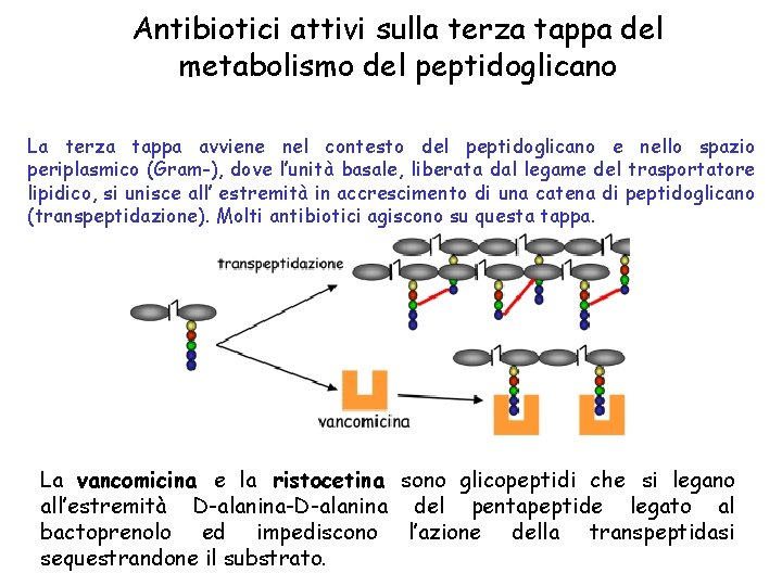 Antibiotici attivi sulla terza tappa del metabolismo del peptidoglicano La terza tappa avviene nel