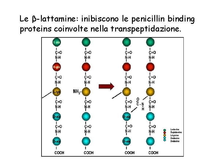 Le β-lattamine: inibiscono le penicillin binding proteins coinvolte nella transpeptidazione. 