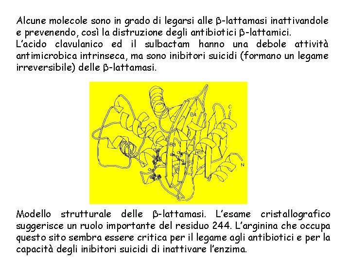 Alcune molecole sono in grado di legarsi alle β-lattamasi inattivandole e prevenendo, così la