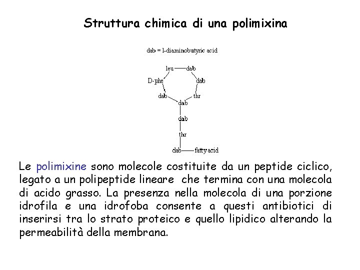 Struttura chimica di una polimixina Le polimixine sono molecole costituite da un peptide ciclico,