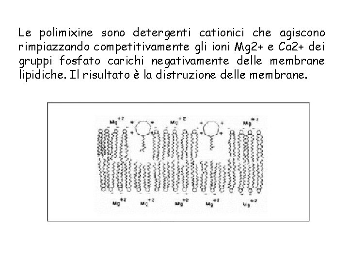 Le polimixine sono detergenti cationici che agiscono rimpiazzando competitivamente gli ioni Mg 2+ e