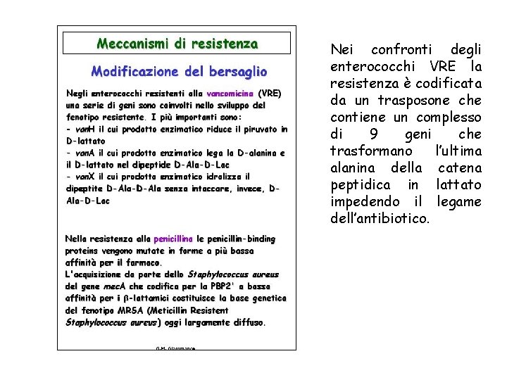 Nei confronti degli enterococchi VRE la resistenza è codificata da un trasposone che contiene