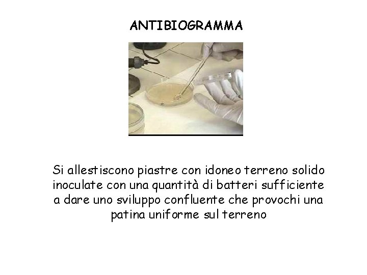 ANTIBIOGRAMMA Si allestiscono piastre con idoneo terreno solido inoculate con una quantità di batteri