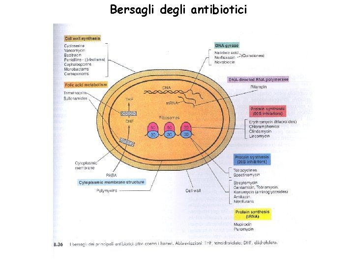 Bersagli degli antibiotici 