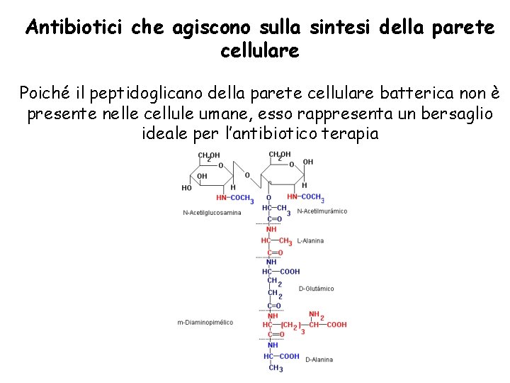 Antibiotici che agiscono sulla sintesi della parete cellulare Poiché il peptidoglicano della parete cellulare