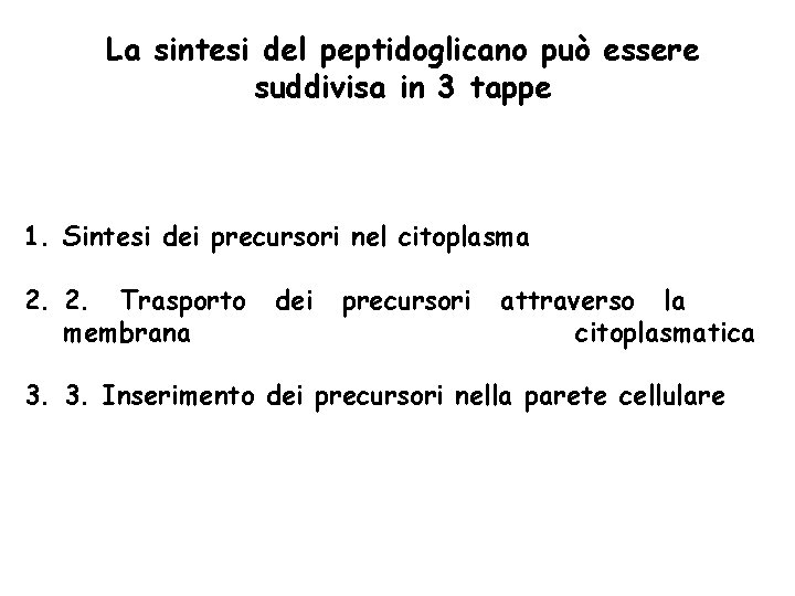 La sintesi del peptidoglicano può essere suddivisa in 3 tappe 1. Sintesi dei precursori