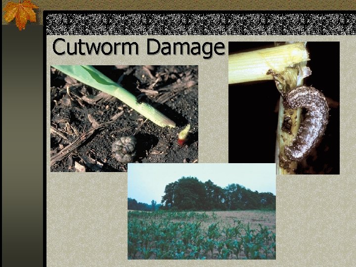 Cutworm Damage 