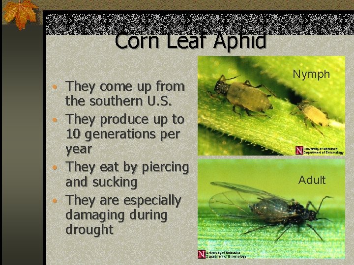 Corn Leaf Aphid • They come up from • • • the southern U.
