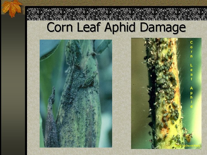 Corn Leaf Aphid Damage 