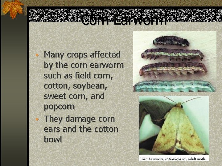 Corn Earworm • Many crops affected by the corn earworm such as field corn,