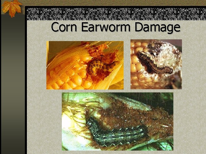 Corn Earworm Damage 