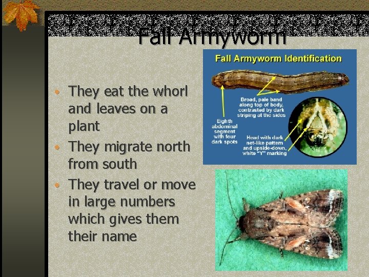 Fall Armyworm • They eat the whorl and leaves on a plant • They