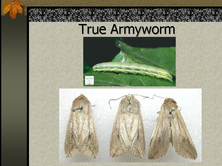 True Armyworm 