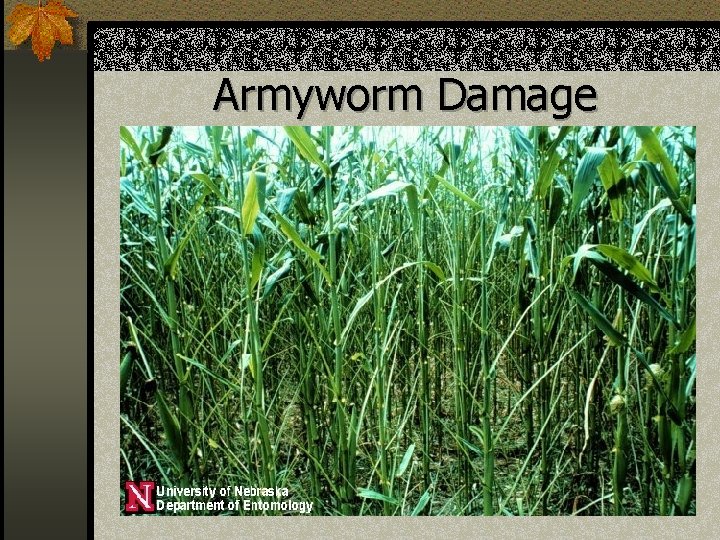 Armyworm Damage 