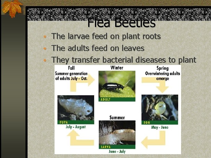 Flea Beetles • The larvae feed on plant roots • The adults feed on