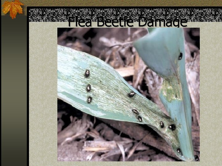 Flea Beetle Damage 