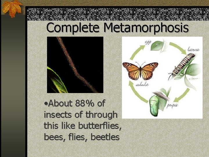 Complete Metamorphosis • About 88% of insects of through this like butterflies, bees, flies,