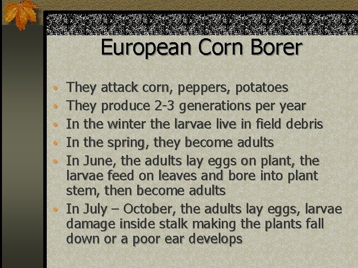 European Corn Borer • They attack corn, peppers, potatoes • They produce 2 -3