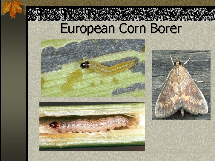 European Corn Borer 