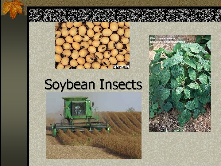 Soybean Insects 