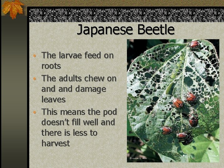 Japanese Beetle • The larvae feed on roots • The adults chew on and