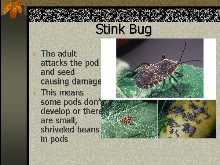 Stink Bug • The adult attacks the pod and seed causing damage • This