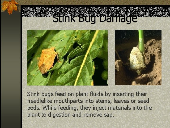 Stink Bug Damage Stink bugs feed on plant fluids by inserting their needlelike mouthparts