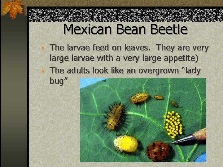 Mexican Beetle • The larvae feed on leaves. They are very large larvae with