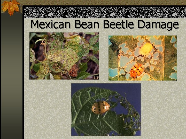 Mexican Beetle Damage 