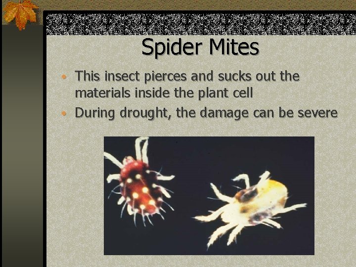 Spider Mites • This insect pierces and sucks out the materials inside the plant