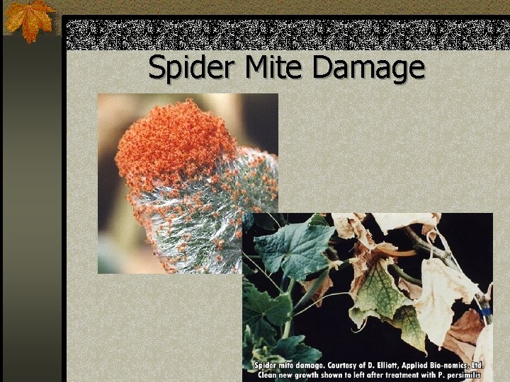 Spider Mite Damage 