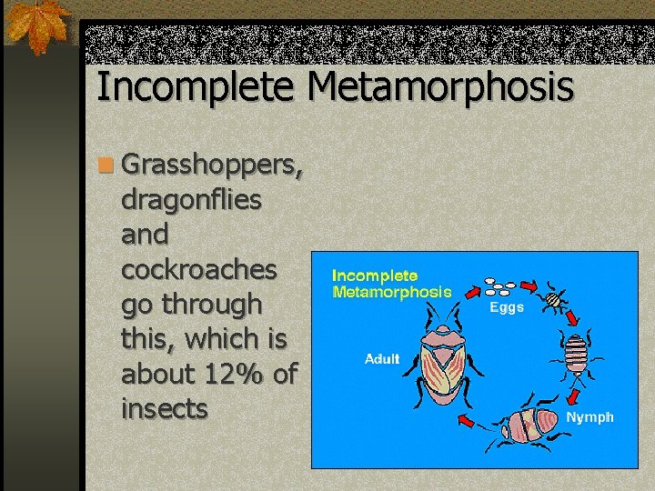 Incomplete Metamorphosis n Grasshoppers, dragonflies and cockroaches go through this, which is about 12%