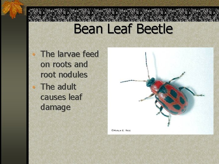 Bean Leaf Beetle • The larvae feed on roots and root nodules • The