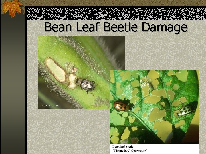 Bean Leaf Beetle Damage 