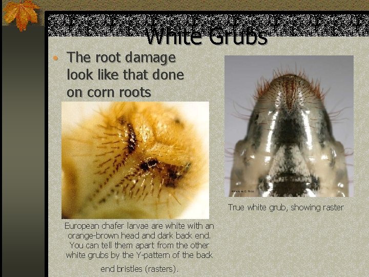 White Grubs • The root damage look like that done on corn roots True