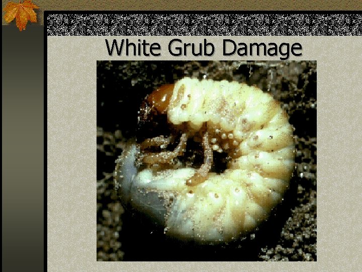White Grub Damage 