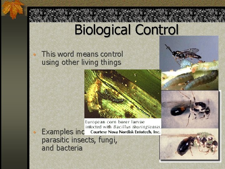 Biological Control • This word means control using other living things • Examples include