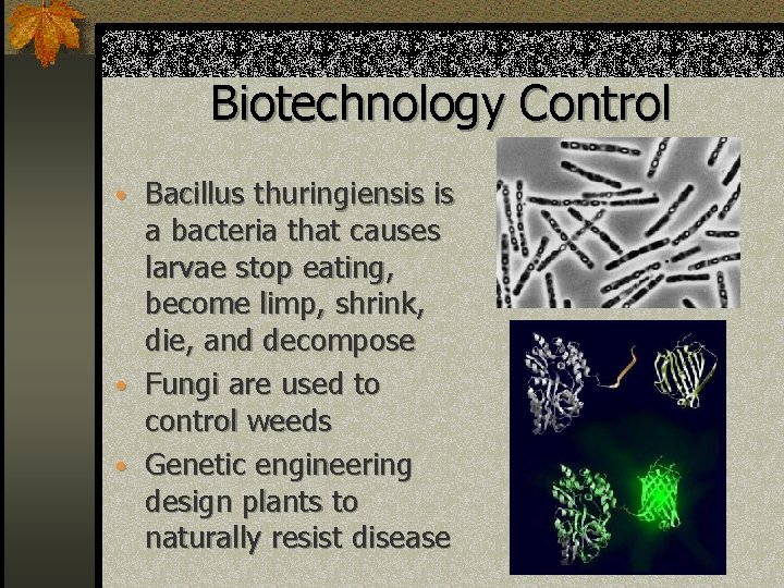 Biotechnology Control • Bacillus thuringiensis is a bacteria that causes larvae stop eating, become