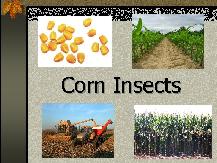 Corn Insects 