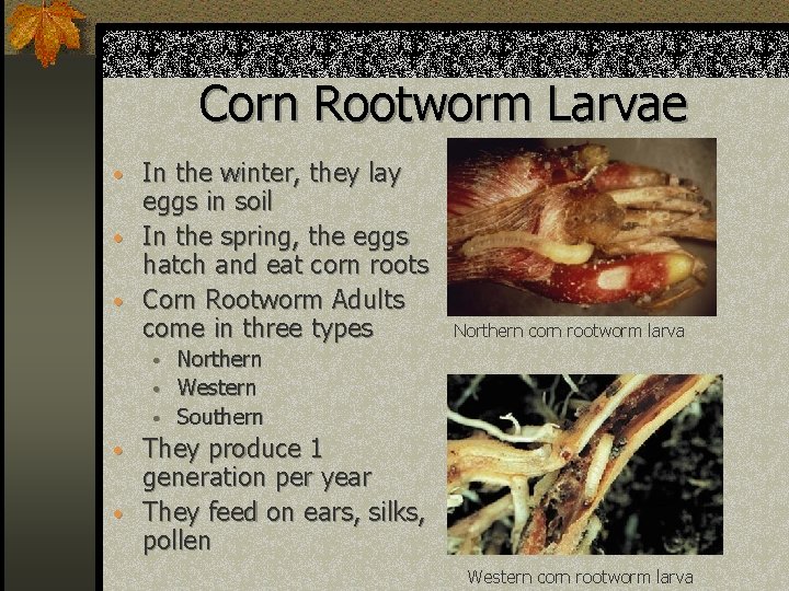 Corn Rootworm Larvae • In the winter, they lay eggs in soil • In