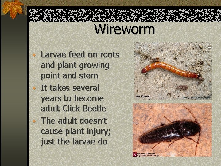 Wireworm • Larvae feed on roots and plant growing point and stem • It