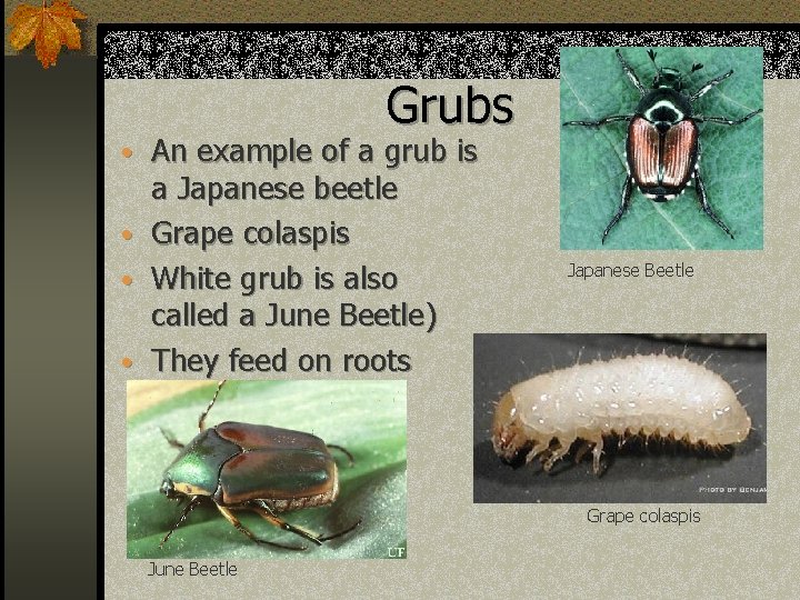  • • example of a grub is An a Japanese beetle Grape colaspis