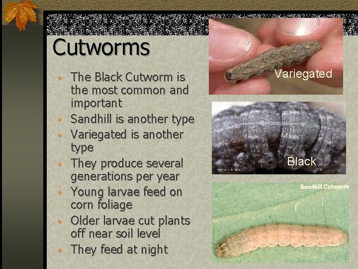 Cutworms • The Black Cutworm is • • • the most common and important