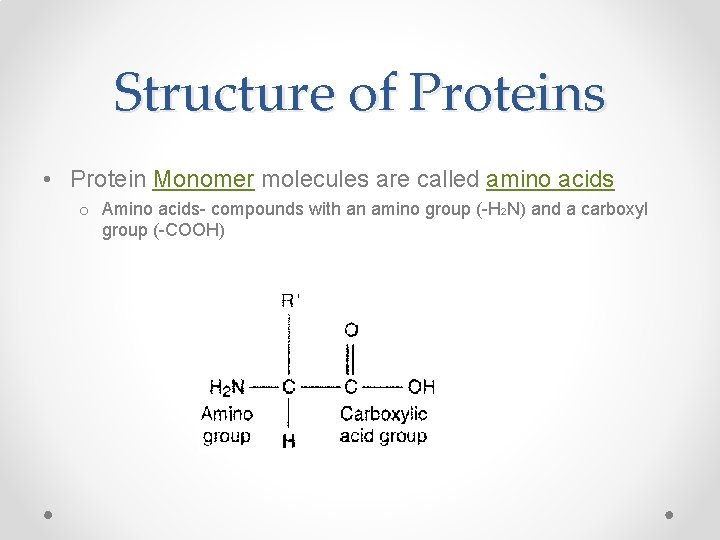 Structure of Proteins • Protein Monomer molecules are called amino acids o Amino acids-