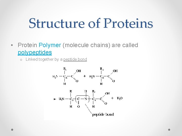 Structure of Proteins • Protein Polymer (molecule chains) are called polypeptides o Linked together
