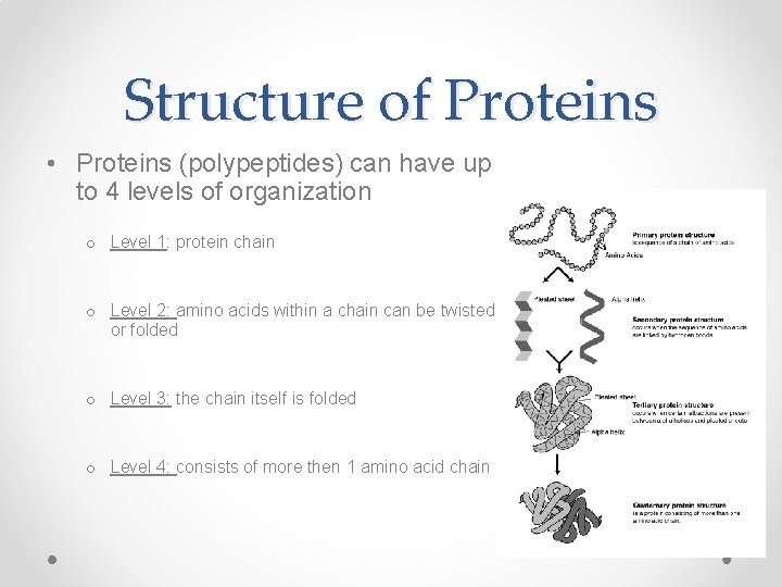 Structure of Proteins • Proteins (polypeptides) can have up to 4 levels of organization