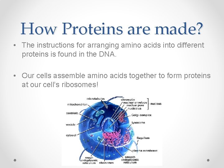 How Proteins are made? • The instructions for arranging amino acids into different proteins